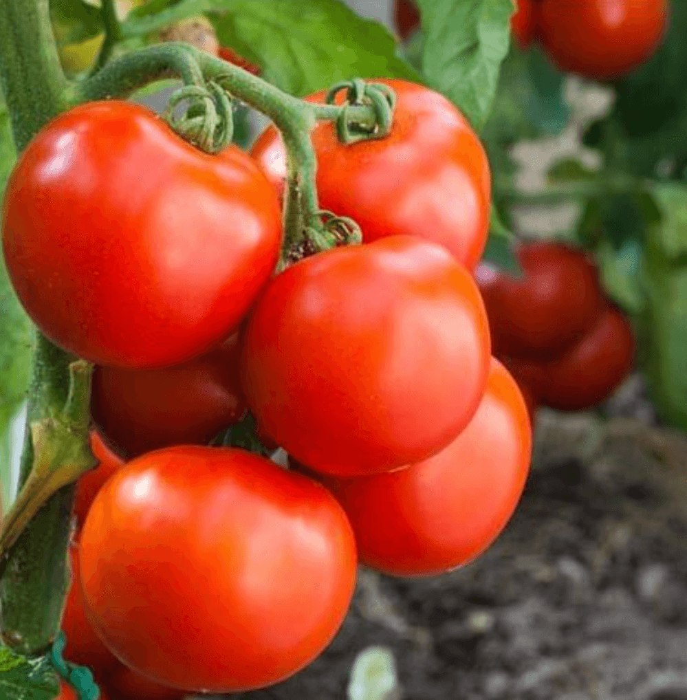 How to Make How To Cut Tomatoes - La Fe Foods
